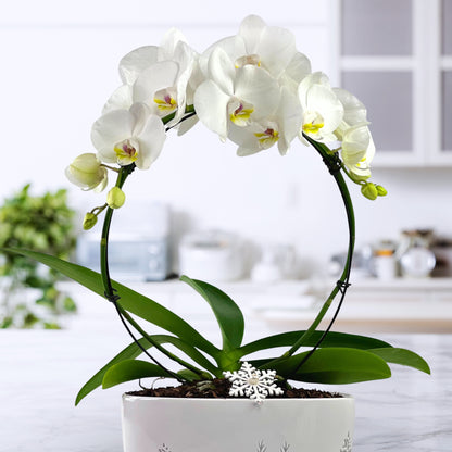 Snow Place Like Home - Phalaenopsis Plant