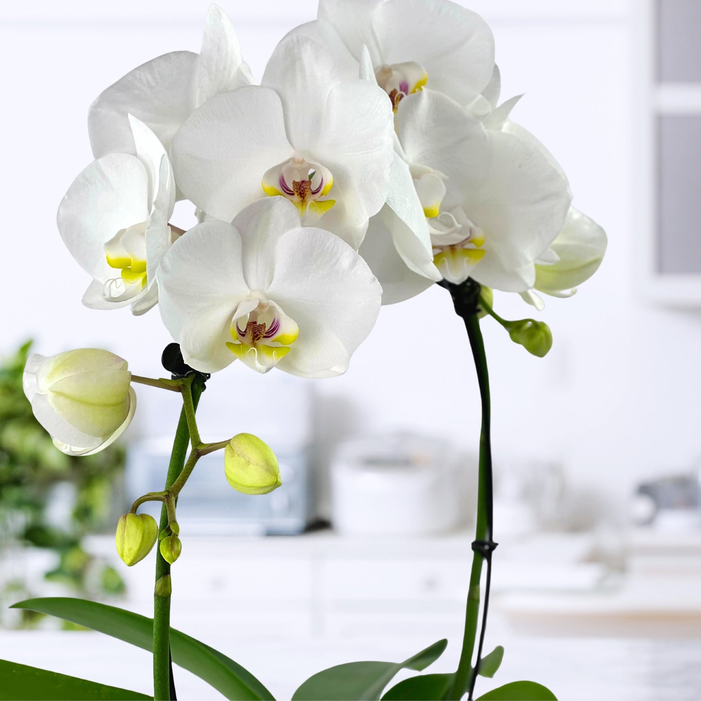 snow place like home - phalaenopsis plant