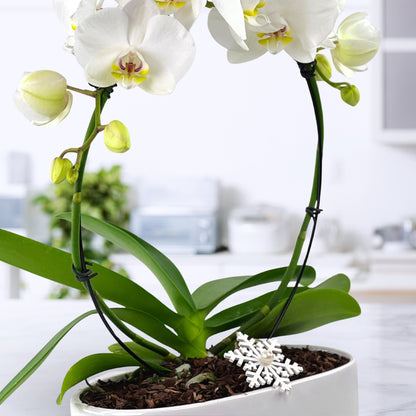 Snow Place Like Home - Phalaenopsis Plant