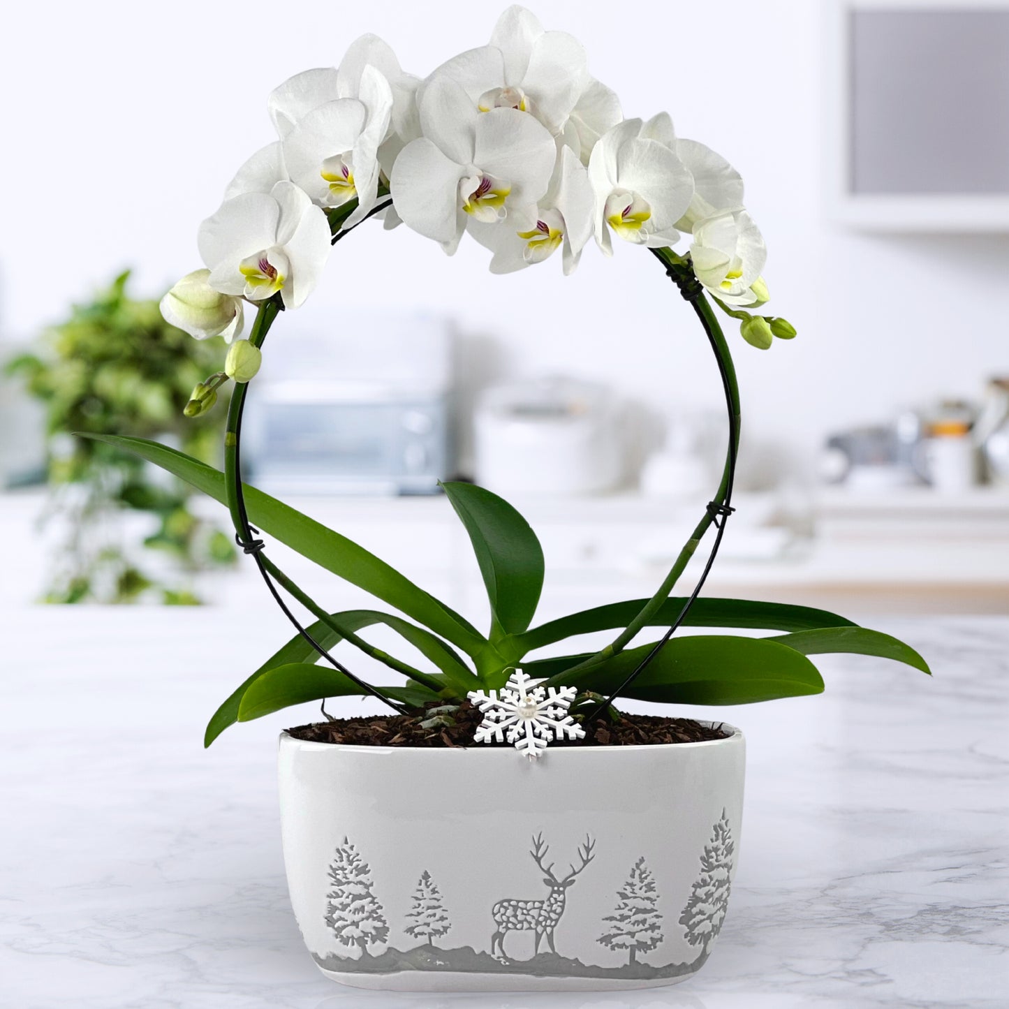 snow place like home - phalaenopsis plant