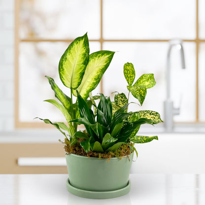 Summer Breeze Dish Garden