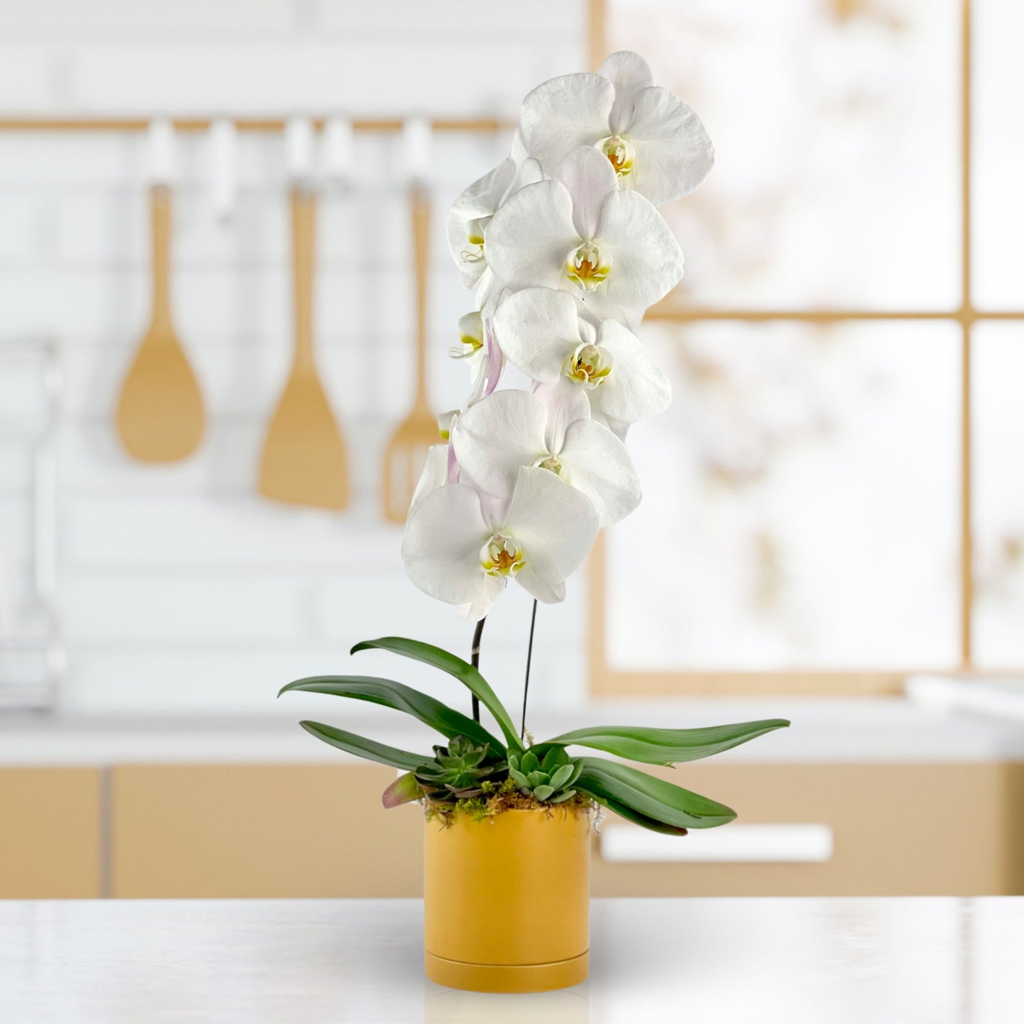 tanglewood - phalaenopsis plant