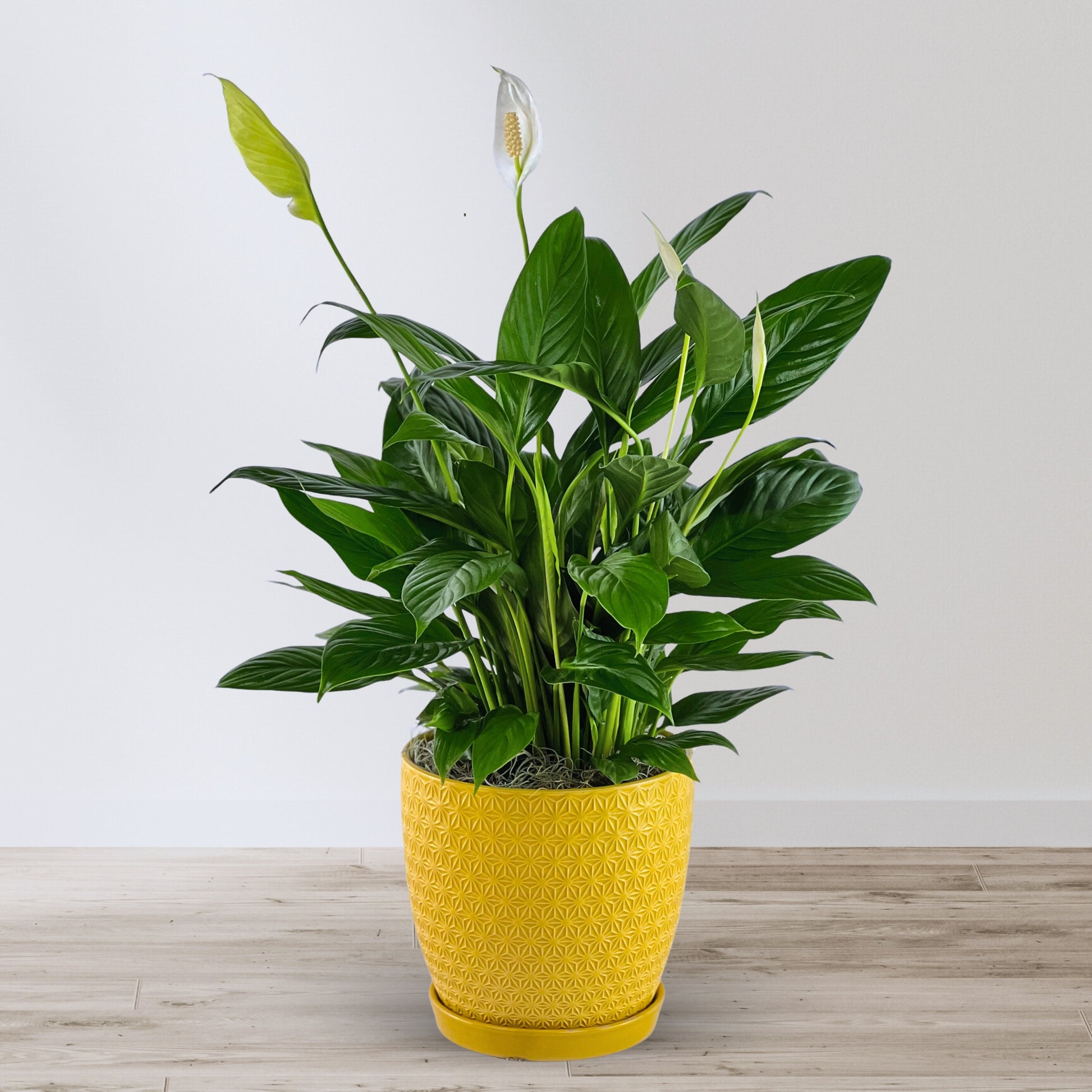 zen peace lily The Bright Side