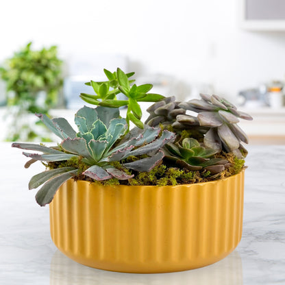 yellow succulent planter Yellow Brick Road