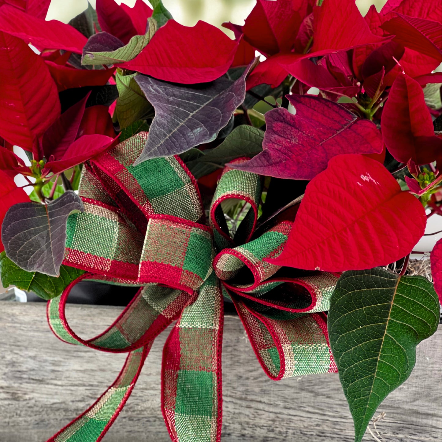 yuletide charm - mini poinsettia crate