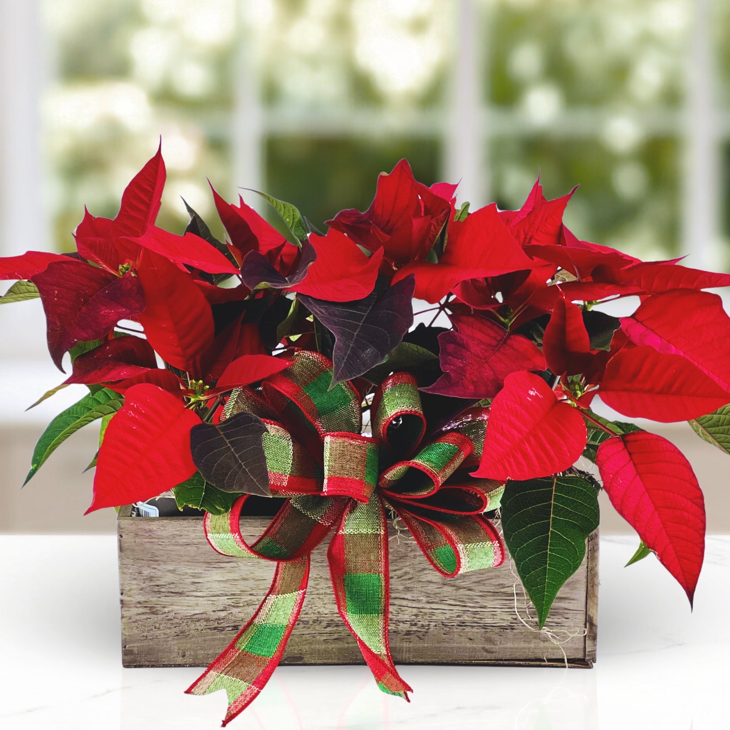 yuletide charm - mini poinsettia crate