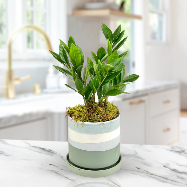 Zen ZZ houseplant delivered in Northern Virginia
