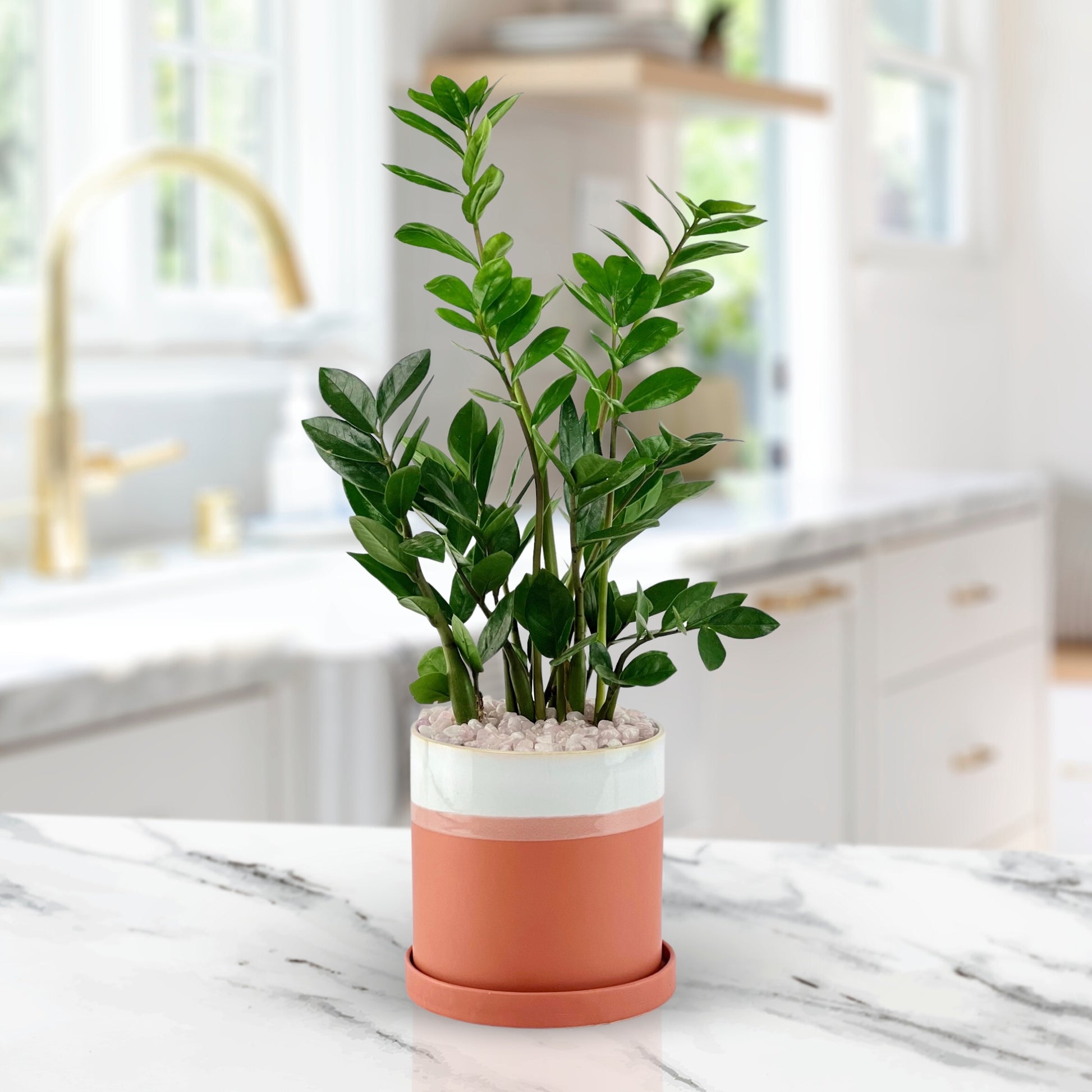 zz plant ikea ZZ Like Sunday Morning – Twinbrook Floral Design